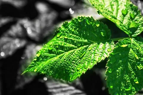 Green leaf Stock Photos