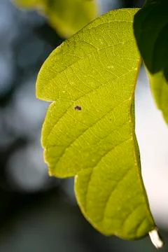 Green leaf Stock Photos