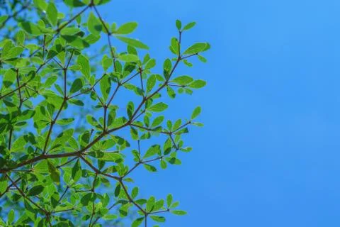 Green leaf Stock Photos
