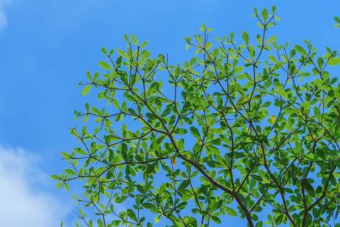 Green leaf Stock Photos