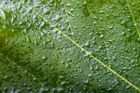 Green leaf Stock Photos