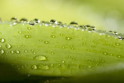 Green leaf Stock Photos