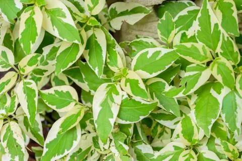 Green leaf Stock Photos