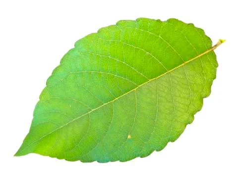 Green Leaf Stock Photos