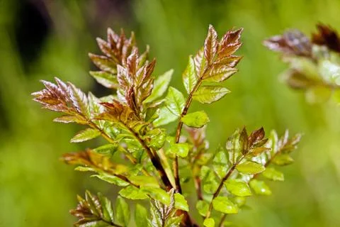 Green leaf Stock Photos