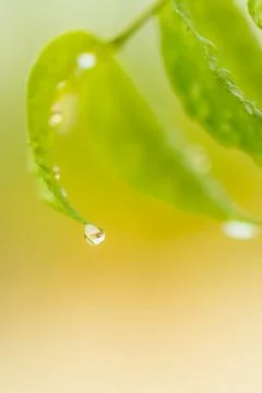 Green leaf Stock Photos