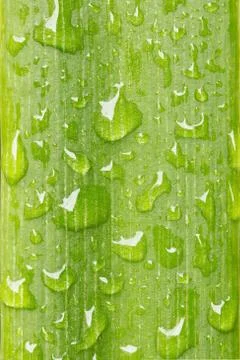 Green leaf Stock Photos