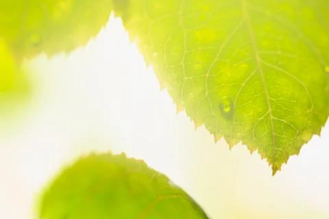 Green leaf Stock Photos