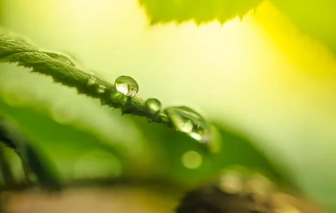 Green leaf Stock Photos