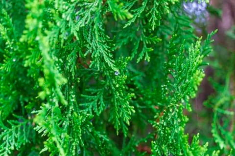 Green leaf Stock Photos