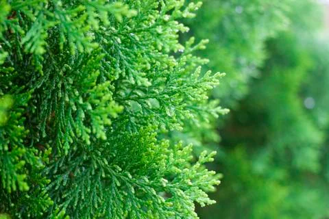 Green leaf Stock Photos