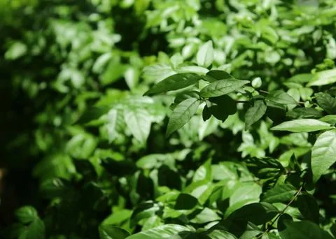 Green leaf Stock Photos