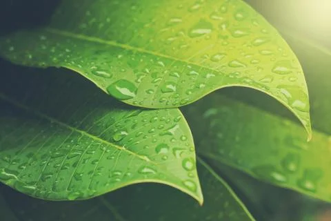 Green leaf Stock Photos