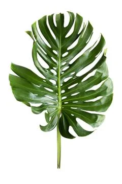 Green leaf Stock Photos