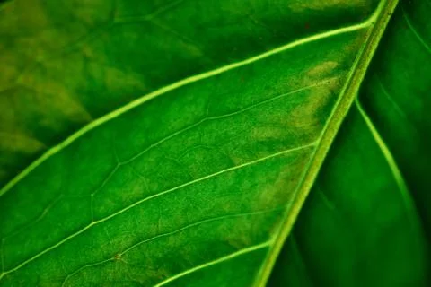 Green leaf Stock Photos