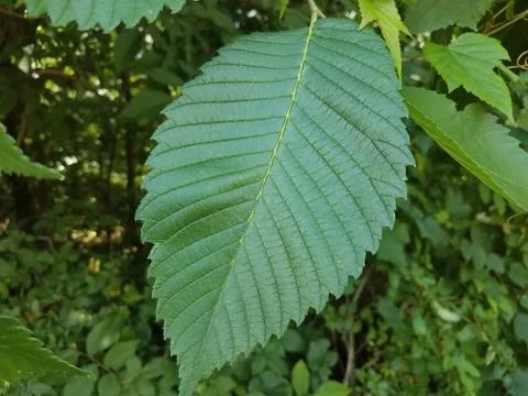 Green leaf Stock Photos