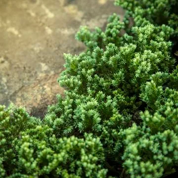 Green leaf Stock Photos