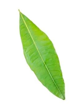 Green leaf Stock Photos
