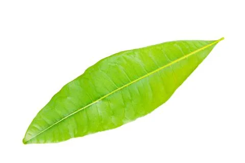 Green leaf Stock Photos