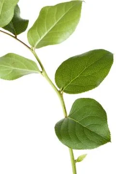 Green leaf Stock Photos