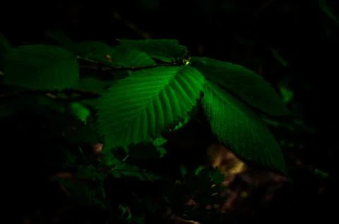 Green leaf Foto stock