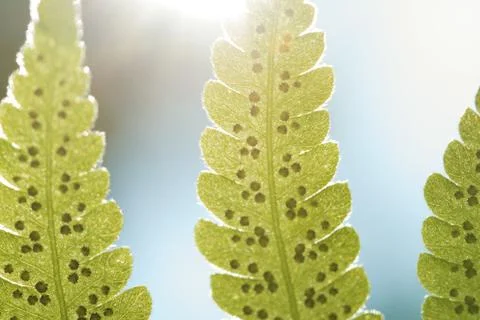 Green Leaf Stock Photos