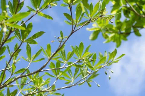 Green Leaf Stock Photos