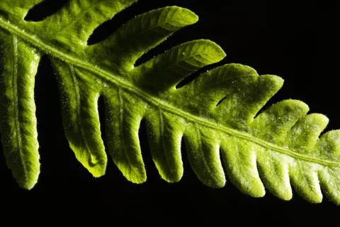 Green Leaf Stock Photos