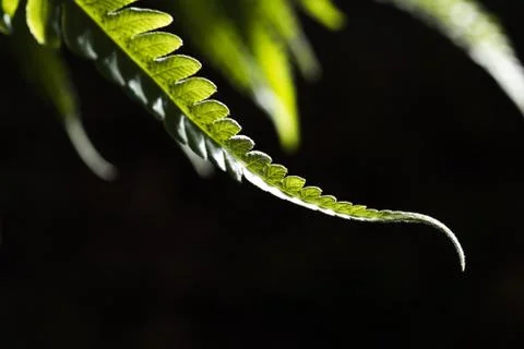 Green Leaf Stock Photos