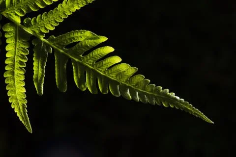 Green Leaf Stock Photos