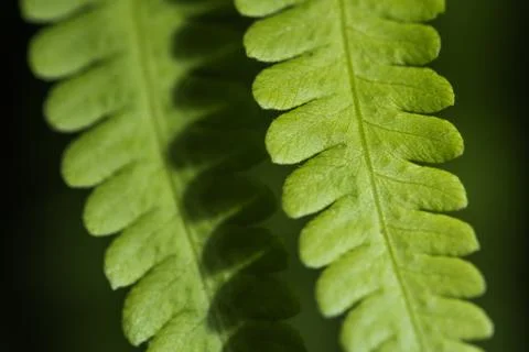 Green Leaf Stock Photos
