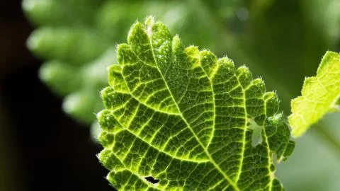 Green Leaf Stock Photos