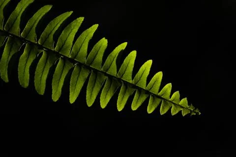 Green Leaf Stock Photos