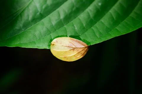 Green Leaf Stock Photos