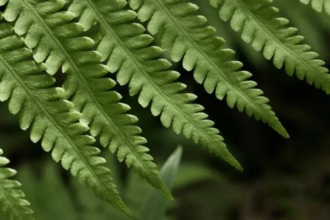 Green Leaf 스톡 사진