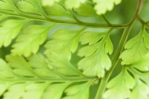 Green Leaf Stock Photos