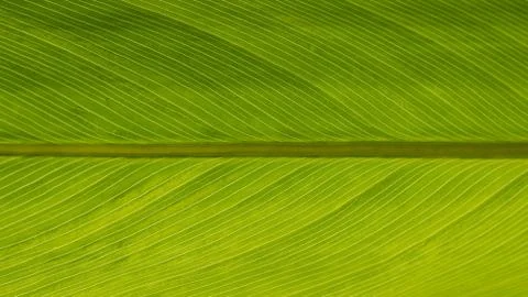 Green Leaf Stock Photos