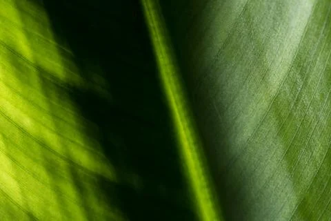 Green Leaf Stock Photos