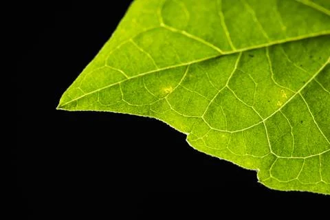 Green Leaf Stock Photos