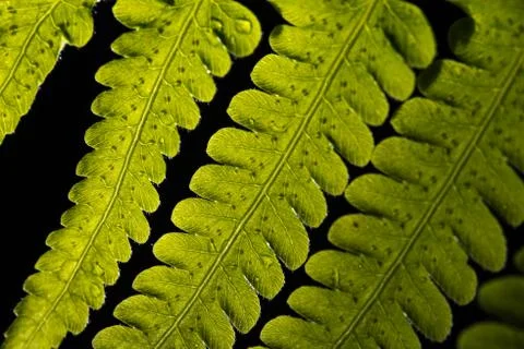 Green Leaf 스톡 사진