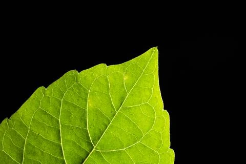 Green Leaf Stock Photos