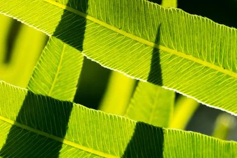Green Leaf Stock Photos