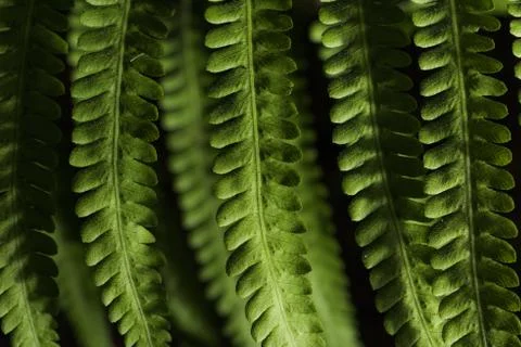 Green Leaf Stock Photos