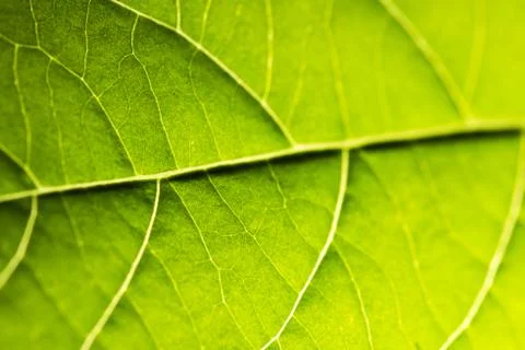 Green Leaf Stock Photos