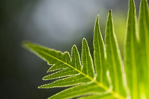 Green Leaf Stock Photos