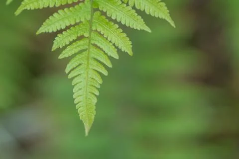 Green Leaf Stock Photos