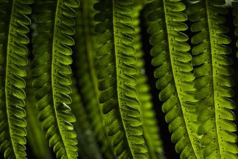 Green Leaf Stock Photos