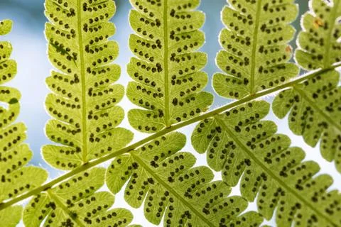 Green Leaf Stock Photos