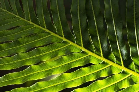 Green Leaf Stock Photos