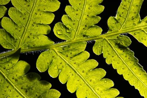 Green Leaf 스톡 사진